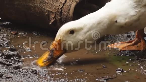 白色的北京鸭子在后院从肮脏的泥泞的水中啄食视频的预览图