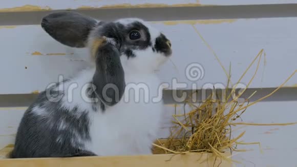 兔子在农场吃干草视频的预览图