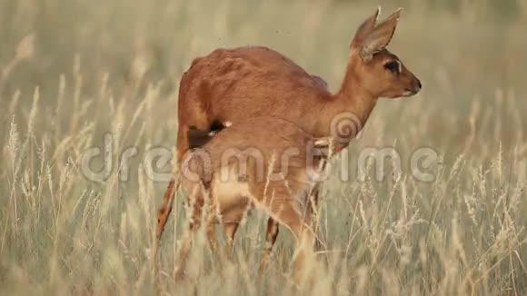 羔羊Steenbok羚羊视频的预览图