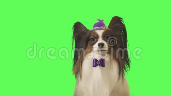 戴着羽毛和蝴蝶结的紫色帽子的美丽的狗帕皮龙正在谈论绿色背景的股票录像视频的预览图