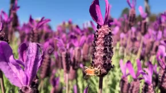 单蜂紫色薰衣草采蜜蜂视频的预览图
