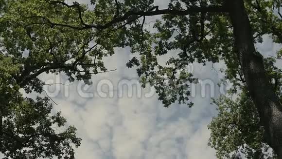 阳光透过树木的多云天空视频的预览图