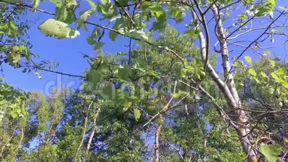 可能是飞甲虫一棵树的年轻绿色植物视频的预览图