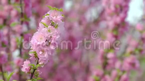 春天开着花树枝上开着粉红色的花视频的预览图