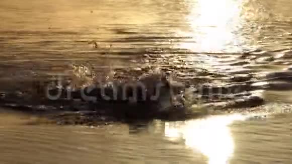 懒汉游泳在湖中爬在金色的夕阳在邋遢视频的预览图
