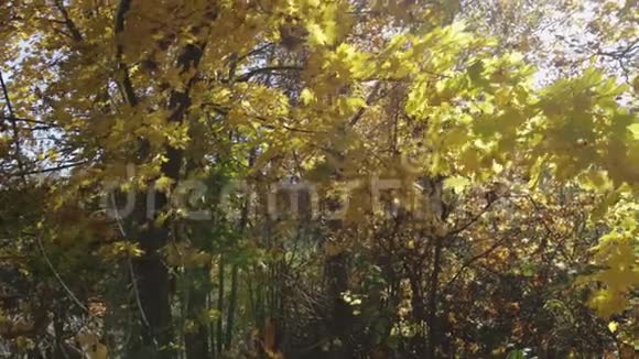 秋林全景阳光照射的秋景视频的预览图