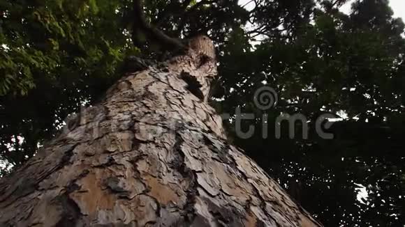 阴天时沿着大树干缓慢移动到树枝上视频的预览图
