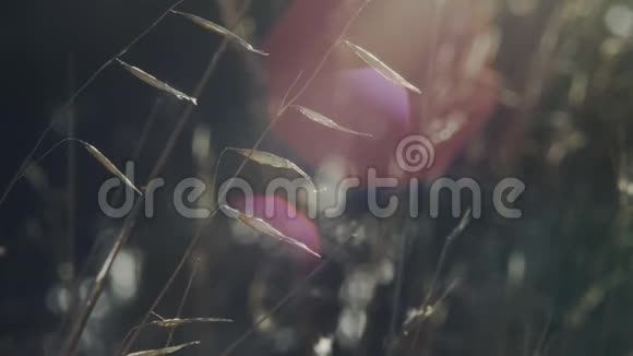 干燥的草叶和太阳光视频的预览图