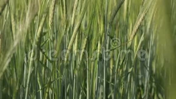 绿色小麦穗视频的预览图