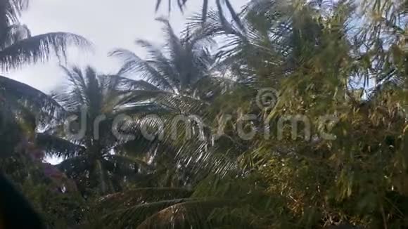 近景强风冲击大棕榈枝视频的预览图