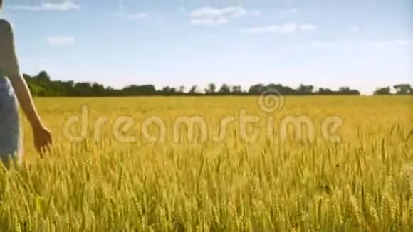 金色麦田里美丽的女孩农学家研究麦穗视频的预览图