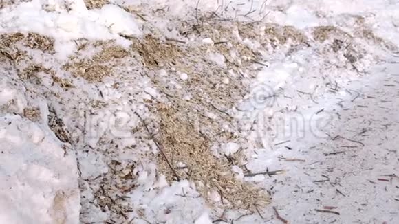 雪景特写中的木屑和树枝视频的预览图