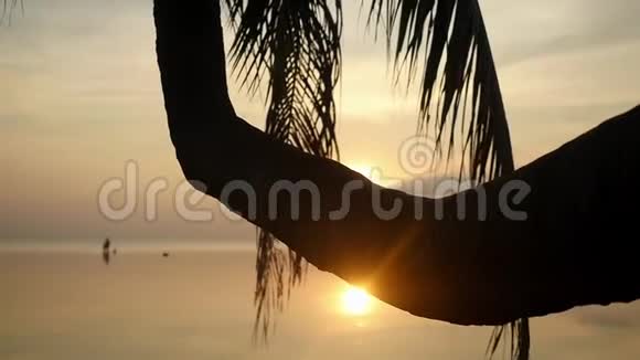 在令人惊叹的日落中金色的傍晚阳光透过海滩上的纸浆树照射在天堂岛上慢动作视频的预览图
