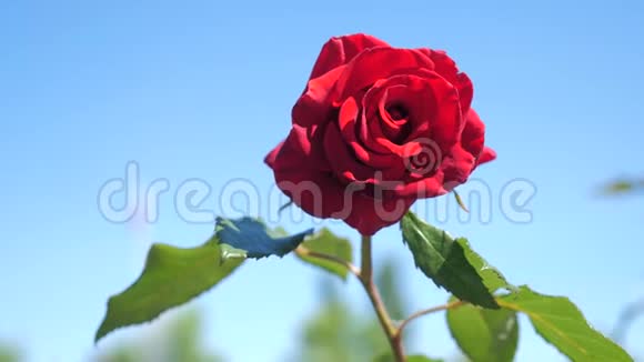 玫瑰红花映蓝天大自然花的生活方式绿叶美丽的花视频的预览图