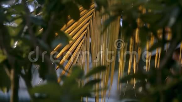 在明亮的太阳下黄色的棕榈叶很近视频的预览图