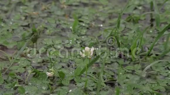 雨点落在三叶草草坪上的水坑里视频的预览图