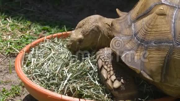 非洲大沟龟吃草视频的预览图