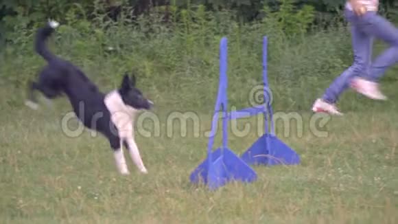 边境牧羊犬跳得很高穿过障碍物沿着绿色草坪侧视的女孩驯养员的一侧奔跑慢一点视频的预览图
