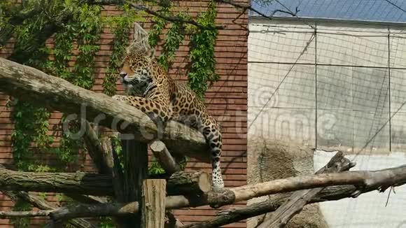 动物园里的美洲虎潘特赫拉野生动物视频的预览图