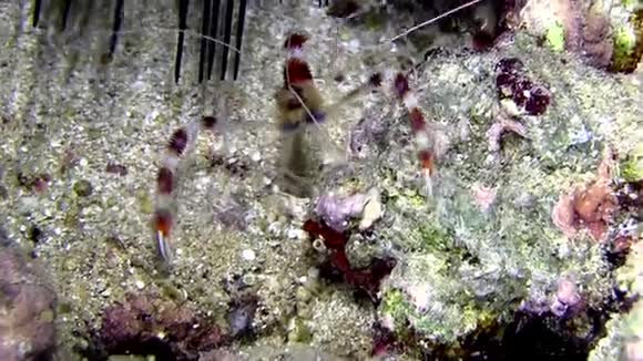 珊瑚带虾可以在夜间潜水时更经常见面视频的预览图
