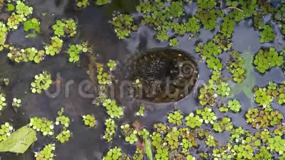 在佛罗里达丛林的沼泽里捉海龟视频的预览图