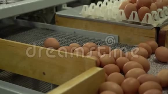 蛋厂鸡包装视频的预览图