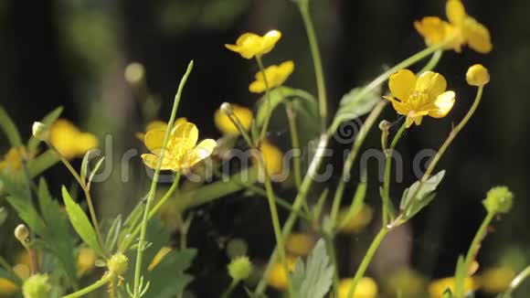 黄花在夏季草甸背景视频的预览图
