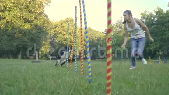 把狗甩了边境牧羊犬快速跑之间的五彩柱子后面的女子处理与小球缓慢视频的预览图