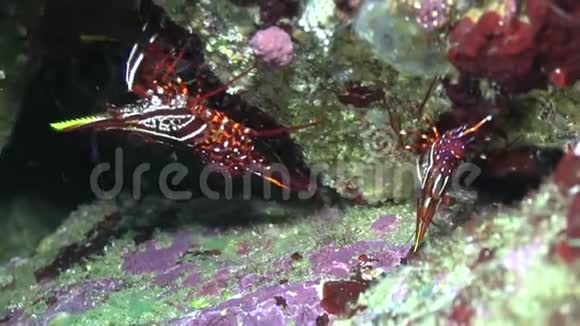 大理石虾加拉帕戈斯岛视频的预览图