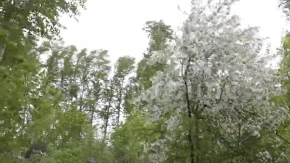 苹果树开着白花视频的预览图