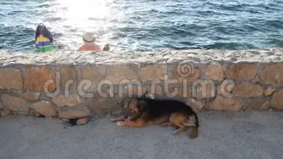 晴天躺在沙滩上的狗视频的预览图