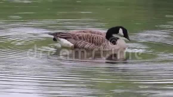 鹅加拿大水禽鸟视频的预览图