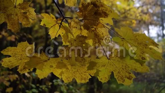 秋天的枫枝带着金色的叶子被雨滴和微弱的风摇动视频的预览图
