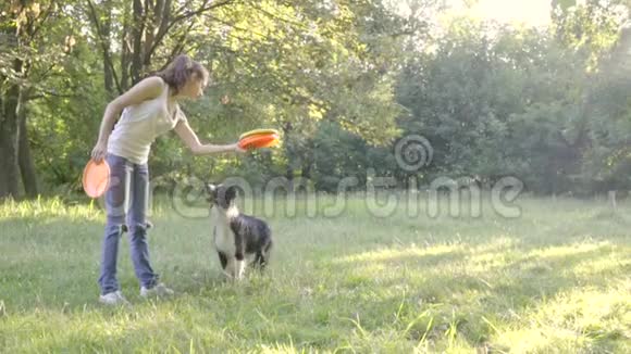 狗的边界牧羊犬被女孩的手抓住前爪或者把一只五颜六色的飞盘扔进视频的预览图
