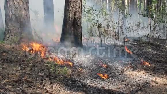 在森林里燃烧泥炭沼泽视频的预览图
