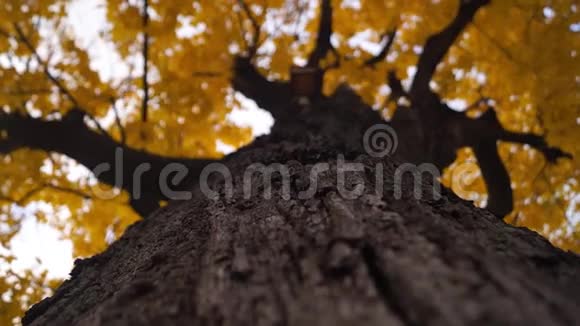 树干被弱风摇落的金色秋叶老枫树视频的预览图