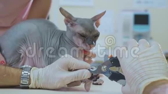兽医在兽医诊所剪下狮身人面像秃头猫的爪子特写视频的预览图