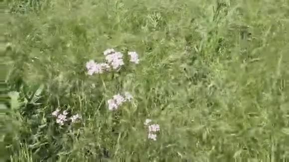 野燕麦中的角藻视频的预览图
