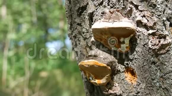 森林中树干上的棕色蘑菇视频的预览图