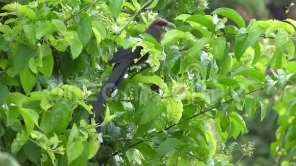 坐在树枝上的青白鸟视频的预览图