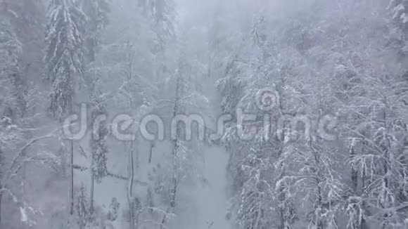 飞越暴风雪的雪山针叶林多雾不友好的冬季天气以不同的速度拍摄视频的预览图