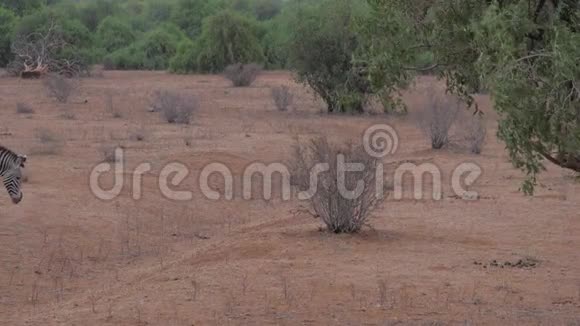 格里维斑马在荒凉干燥的非洲草原上行走桑布鲁保护区视频的预览图