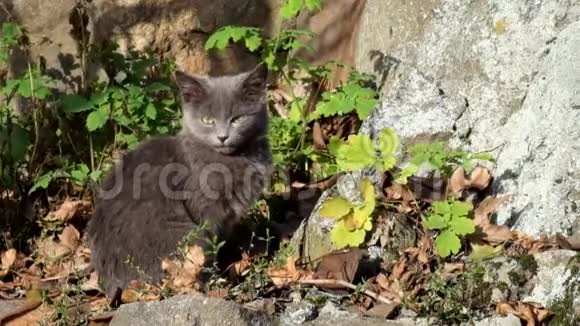 灰色的小猫坐在岩石的脚下晒太阳阳光视频的预览图