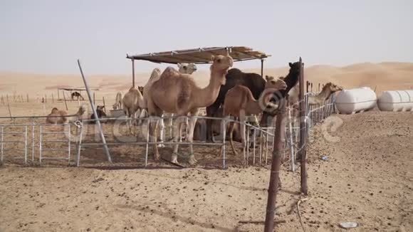 阿拉伯联合酋长国利瓦沙漠农场围栏内的骆驼视频的预览图