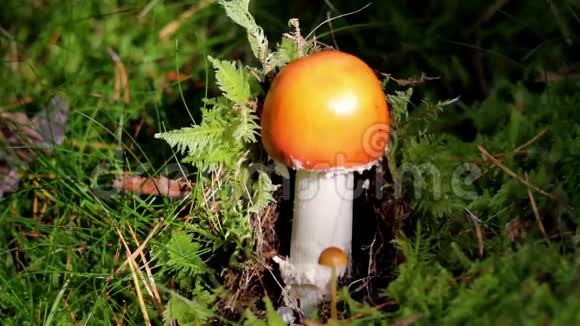 橙色蘑菇在生长视频的预览图