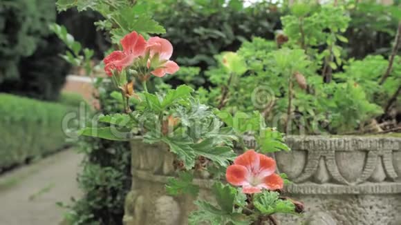 4k美丽的红花在绿色植物背景下的凯尔特风格的岩罐自然生态公园庭院区视频的预览图