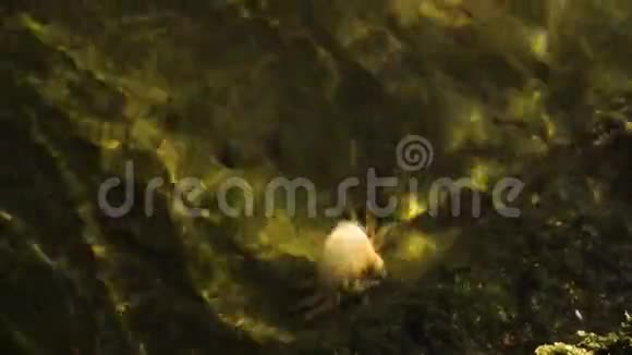 海水下的小螃蟹视频的预览图