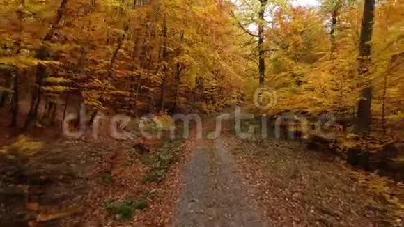在秋天的森林中飞翔鸟瞰视频的预览图