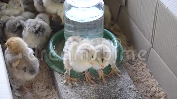 两只小鸡正在笼子里睡觉牲畜视频的预览图