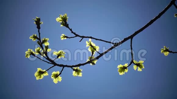 在蓝色的太阳春天的天空背景下橡树的幼叶橡树叶青橡树叶太阳光线和视频的预览图